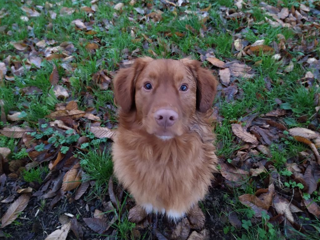 Koda