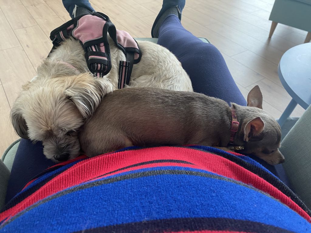 Bambina, Cailleah, Luna,Frey