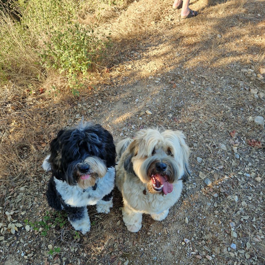 Ollie en Milo