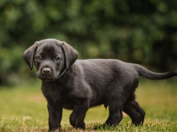 Pup