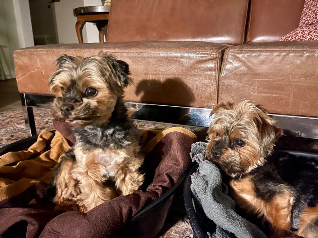 Loulou en Brutus