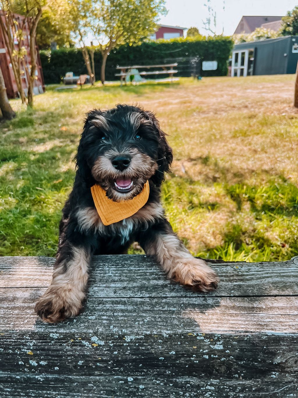 Teddy