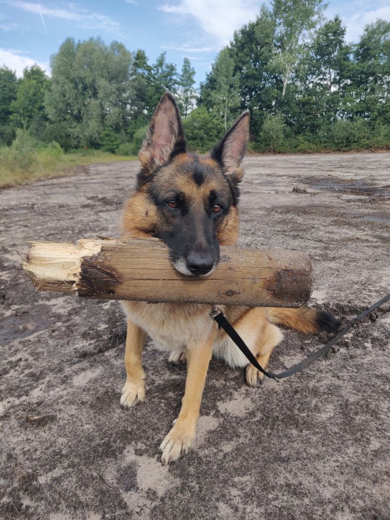 Bailey