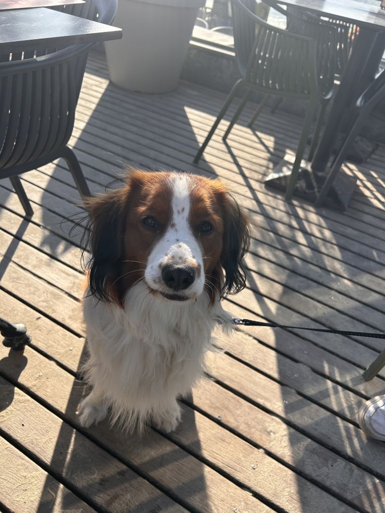 Louie