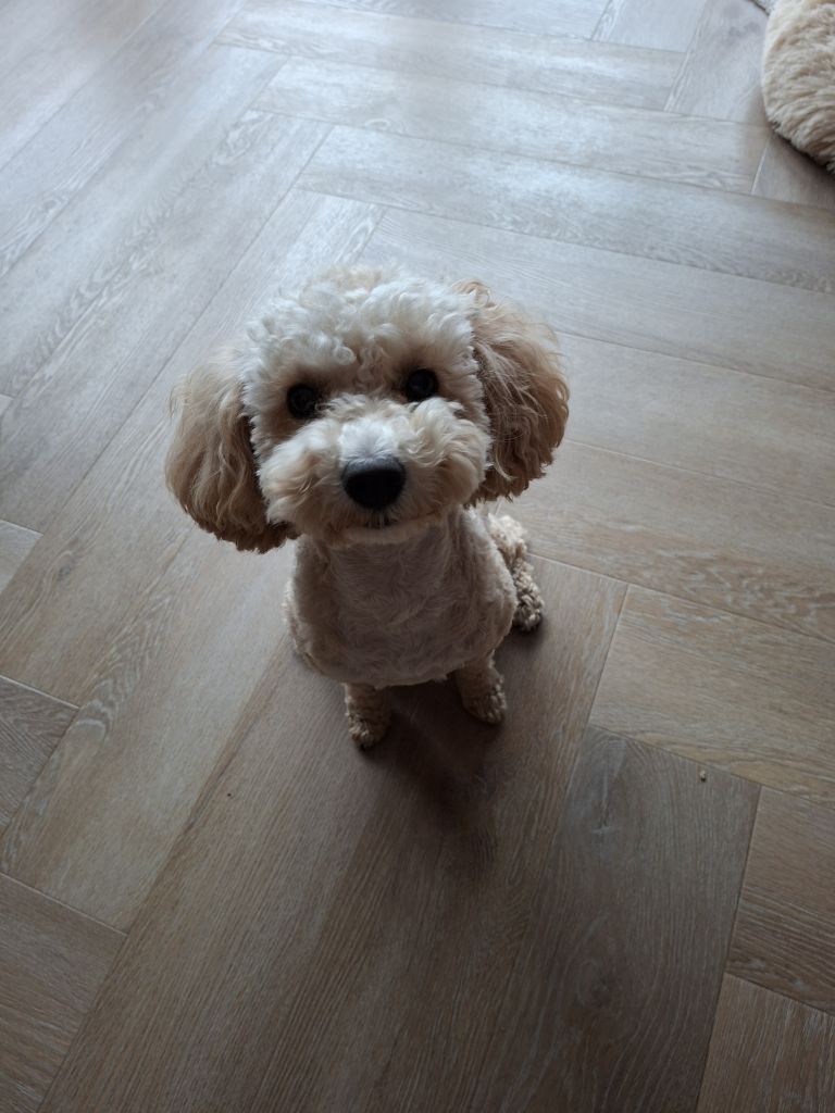Lily