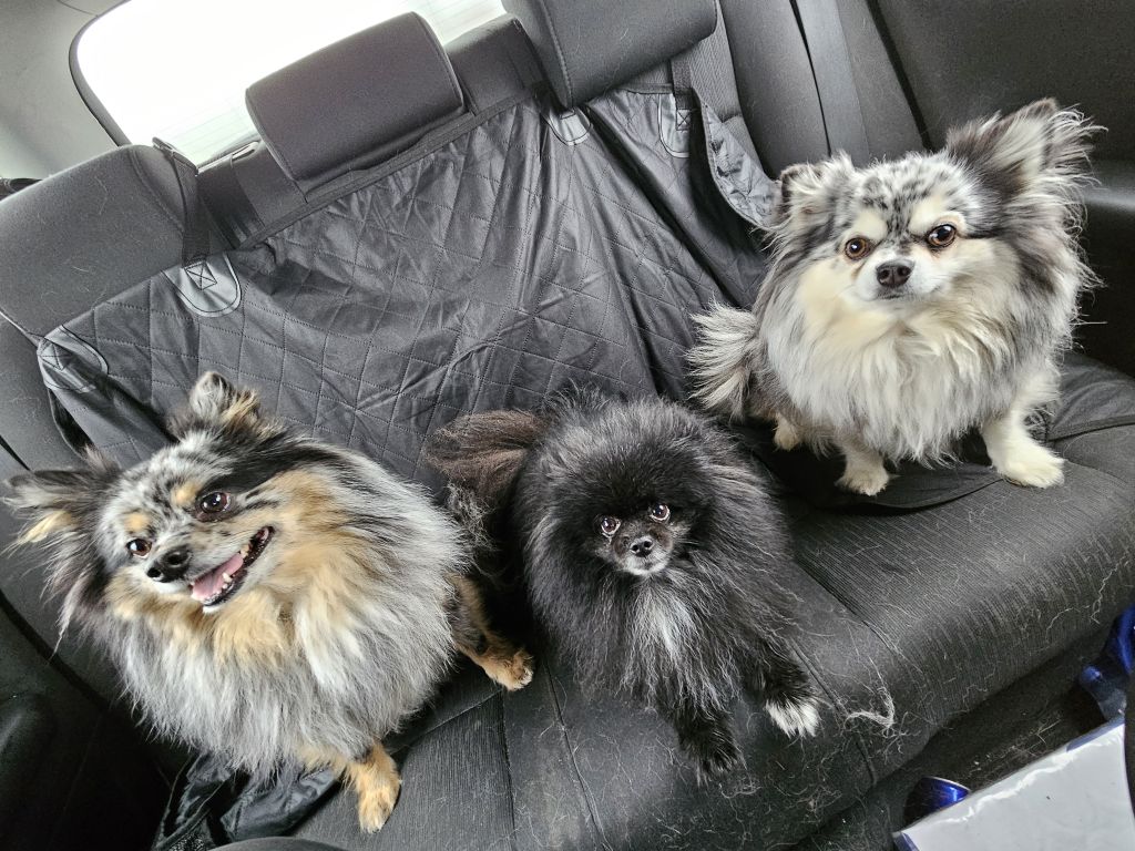 Chummy, milo en happy