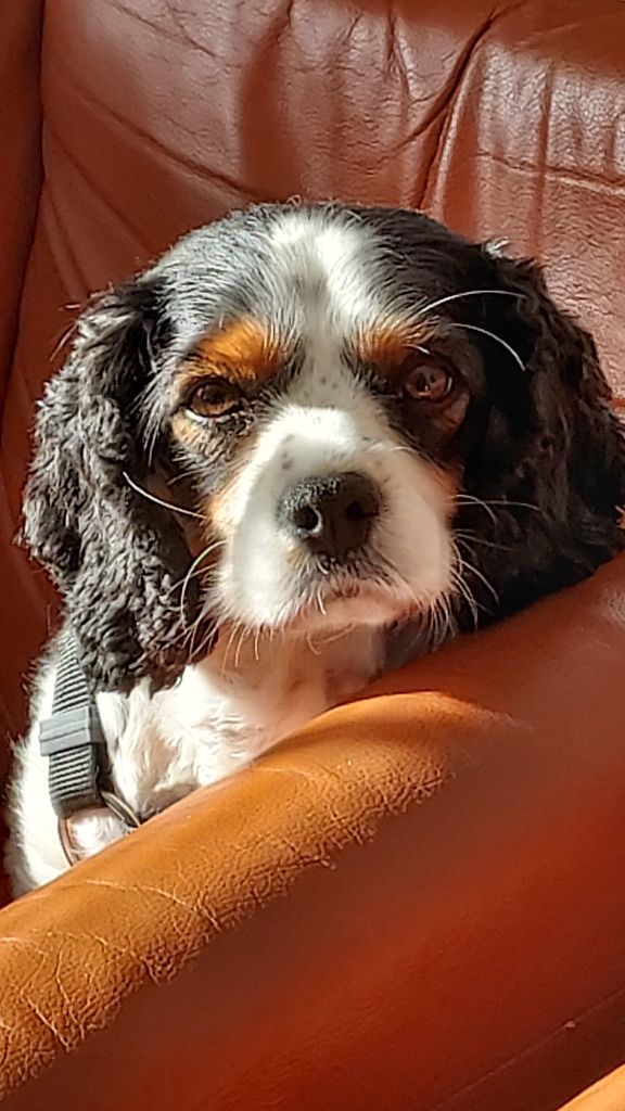 Tess