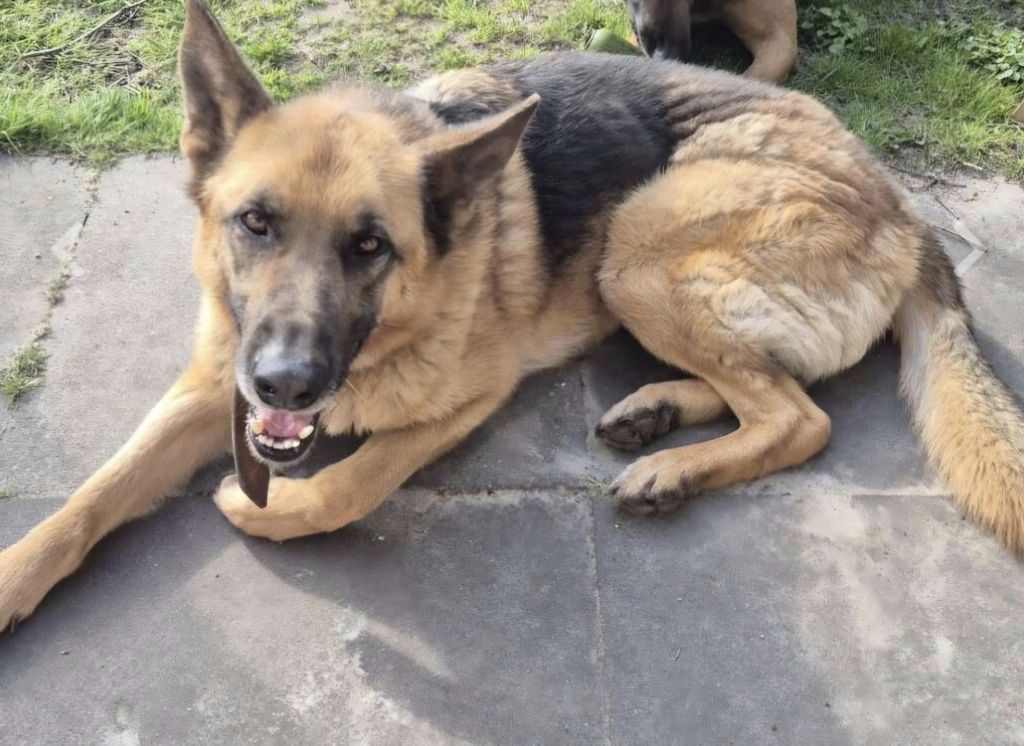 Boris