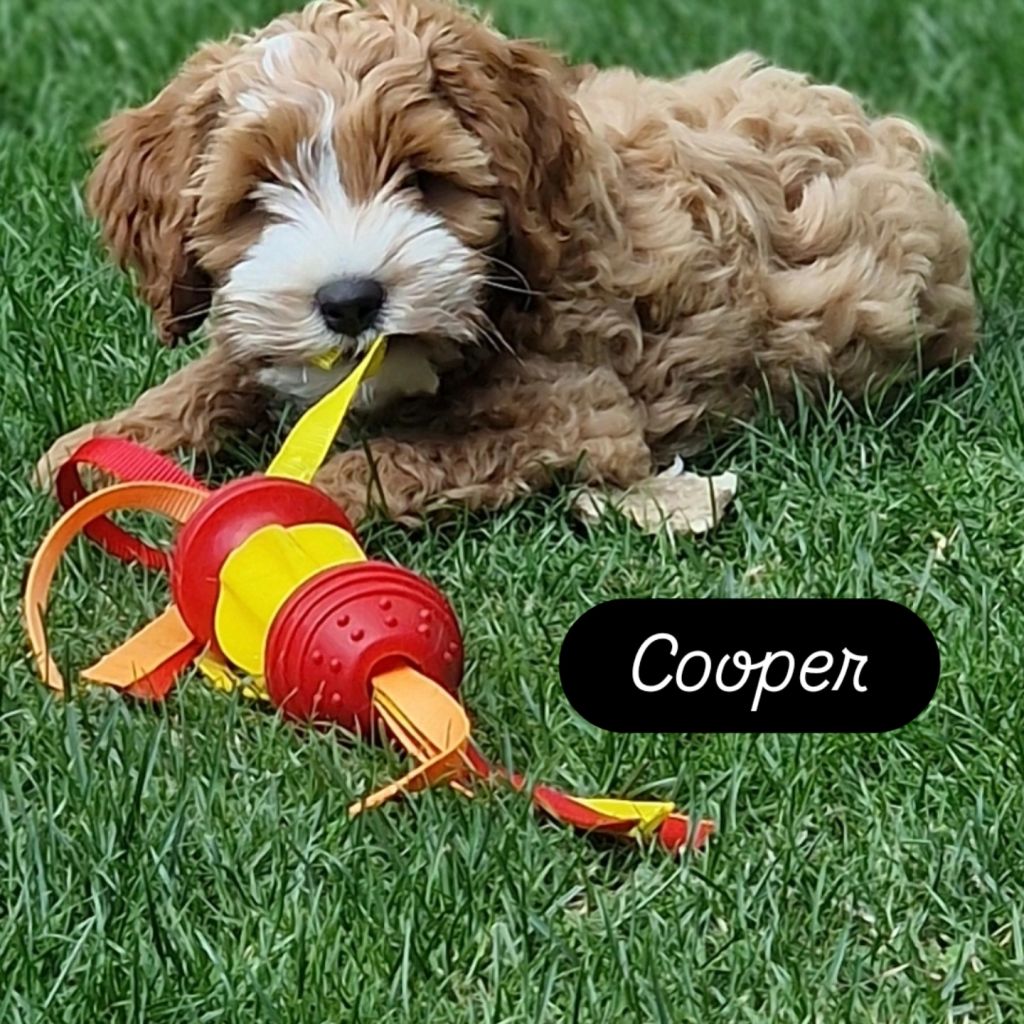Cooper