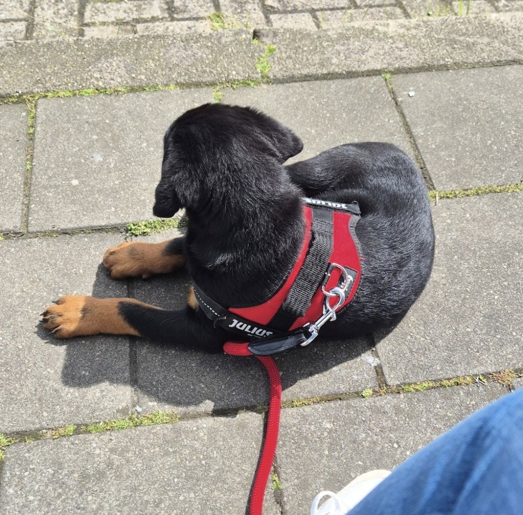Dex