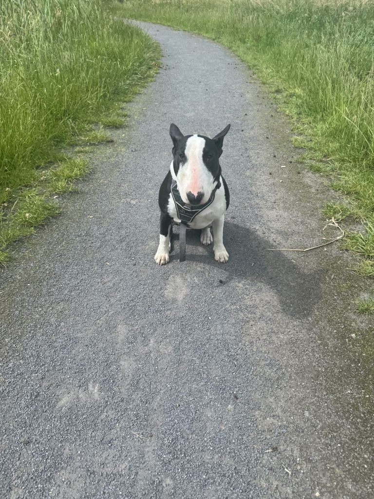 Bo