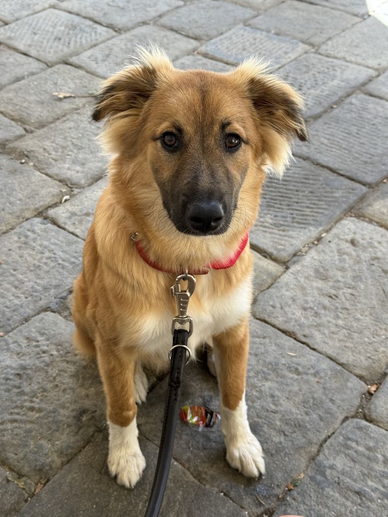 Suki