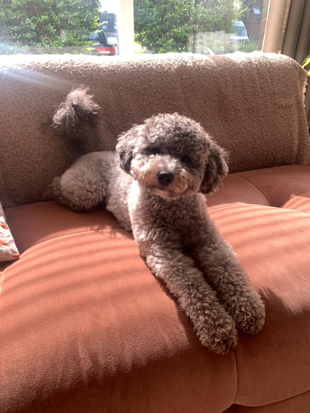 Ted
