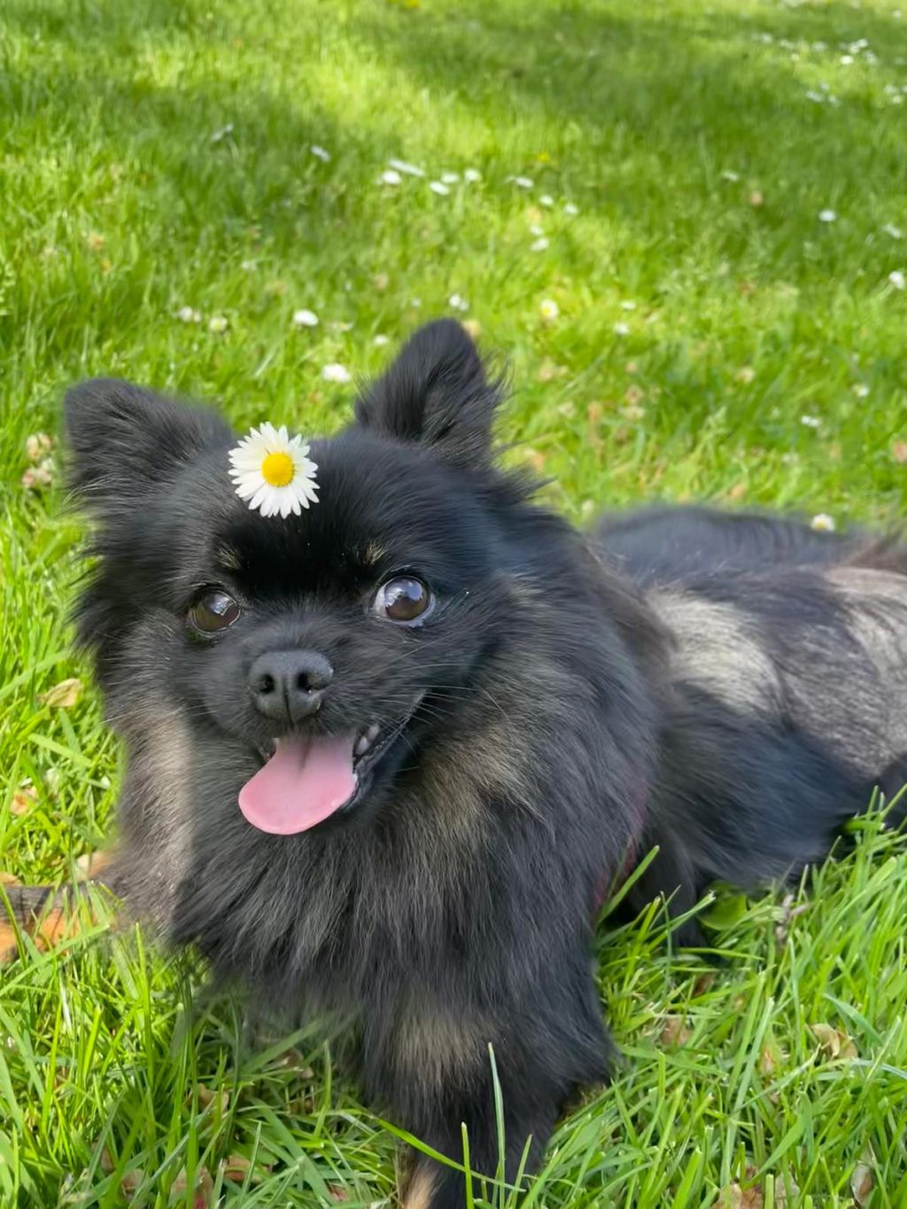 Baloo