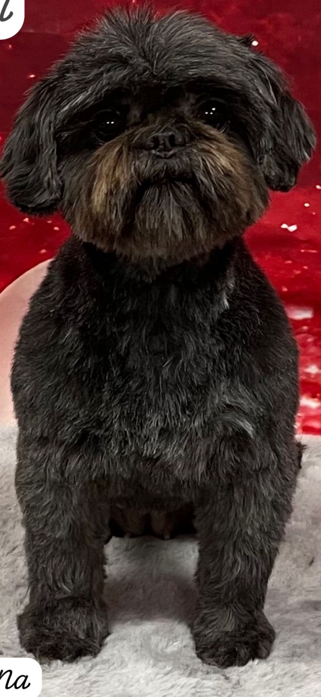 Messi, kenzi & amora