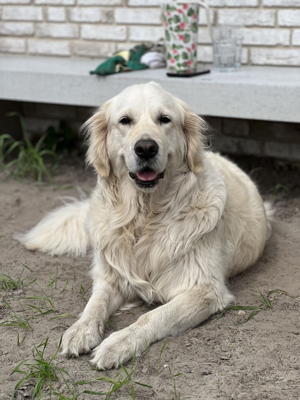 Nala