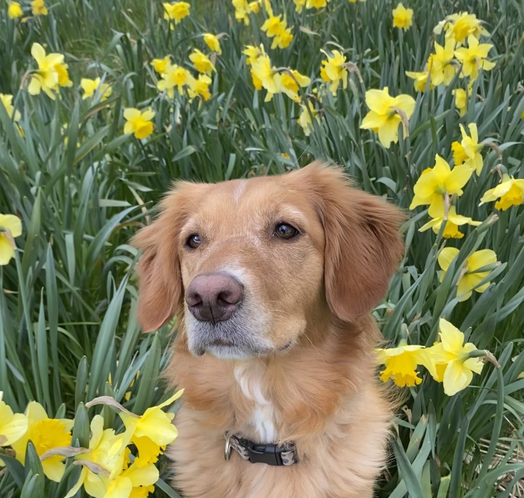 Roxy