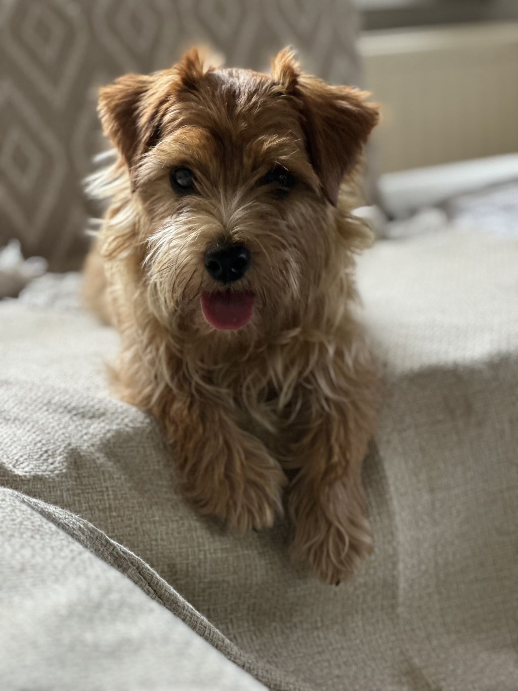 Teddy