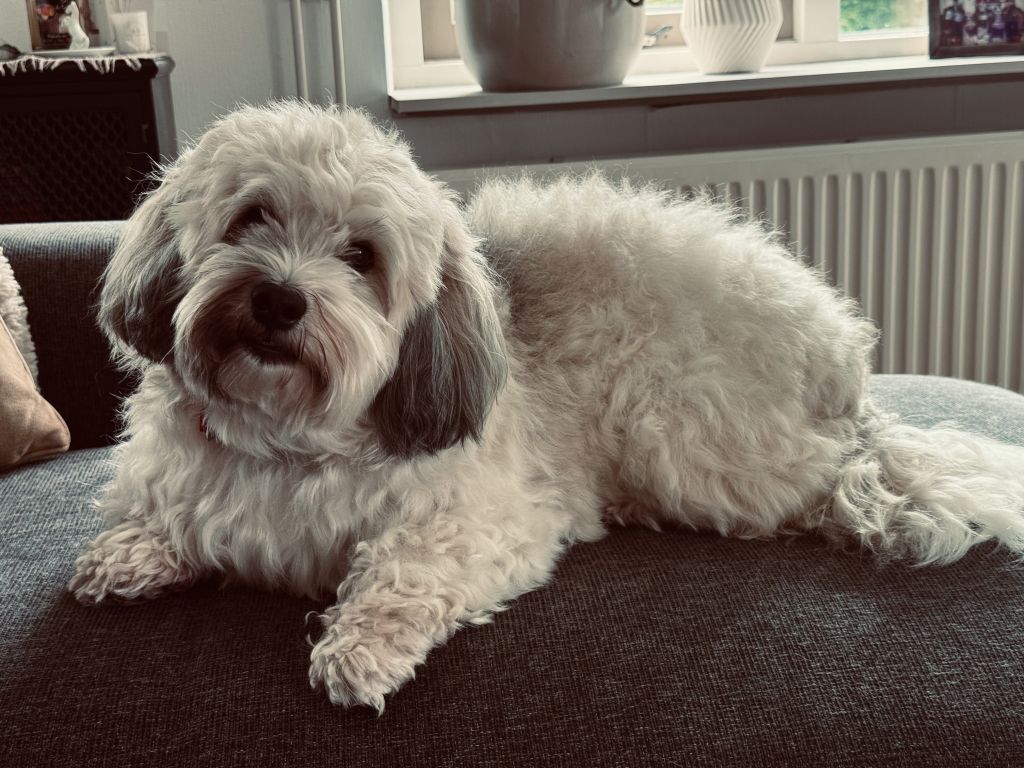 Louie