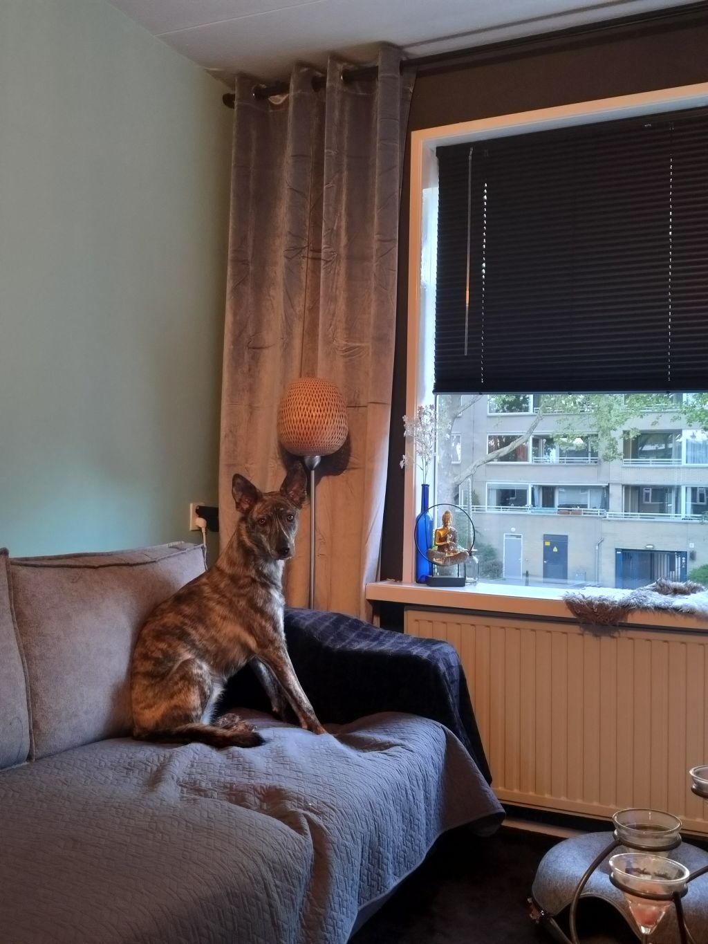 Mira