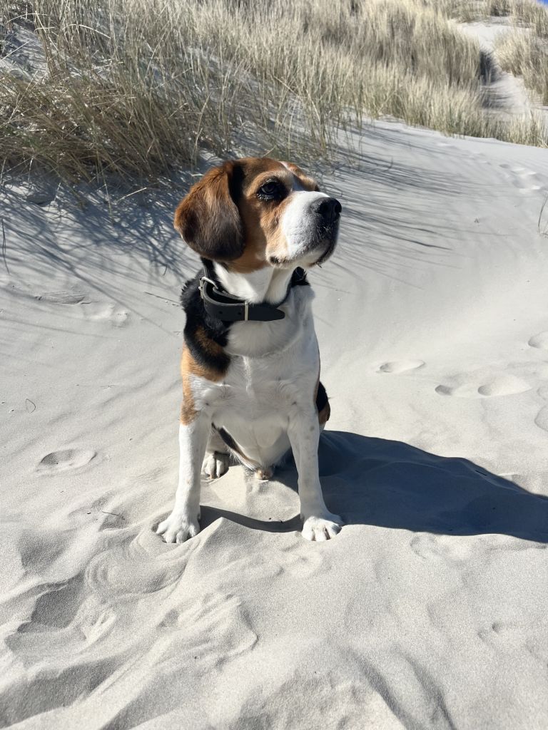 Macho