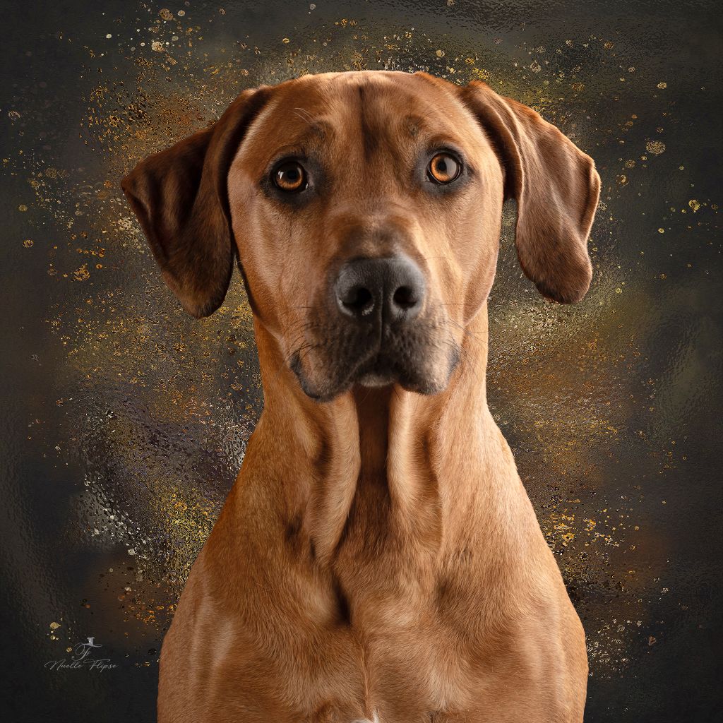 Mylo
