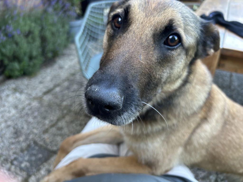 Nikita