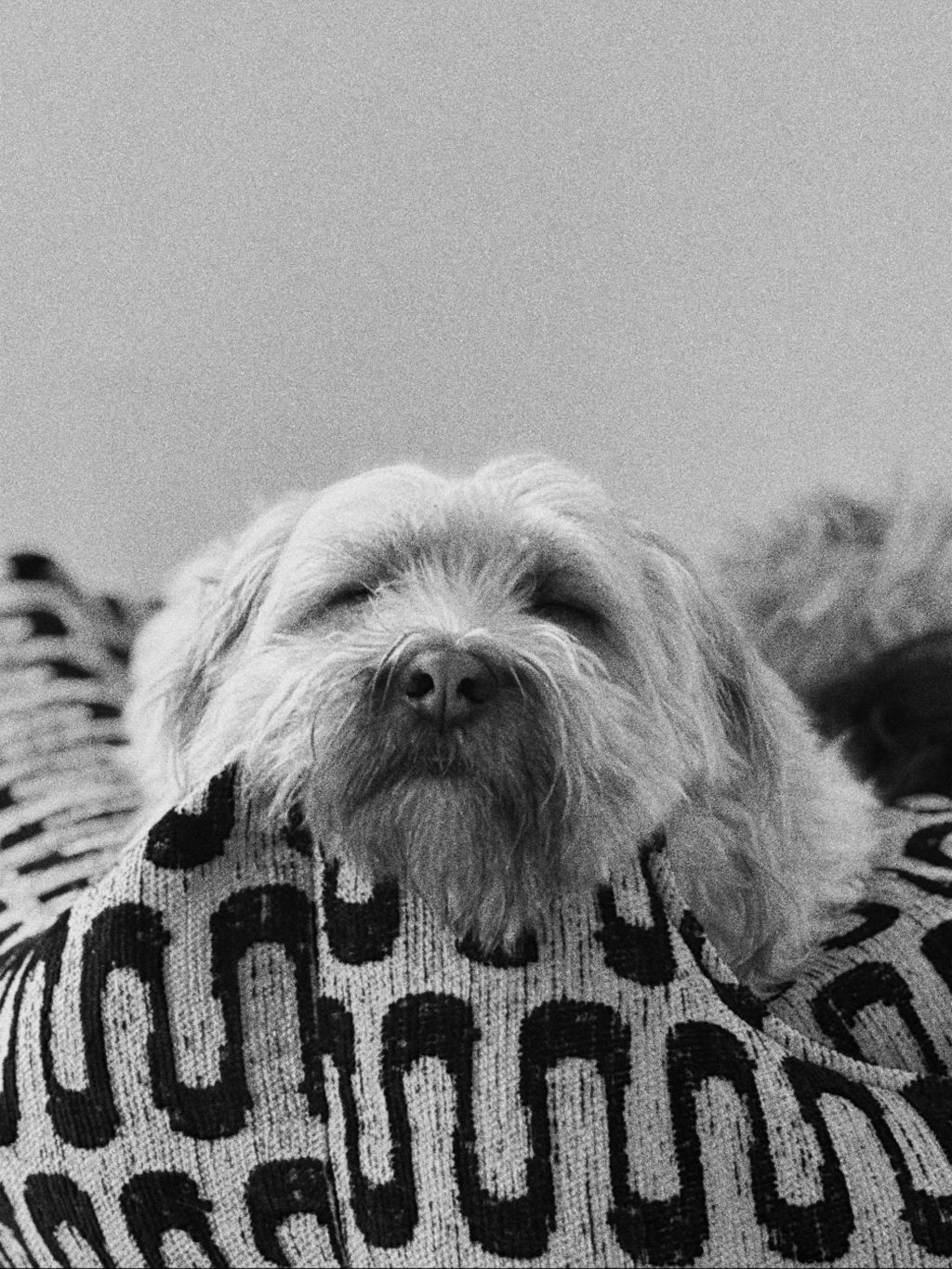 Bo