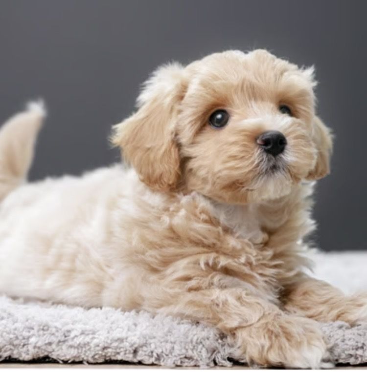 Lief meisje