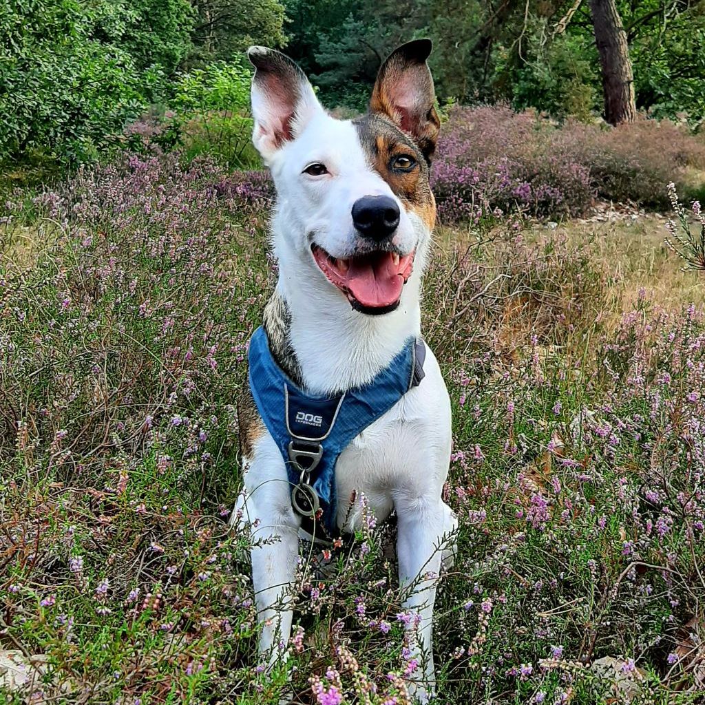 Boris
