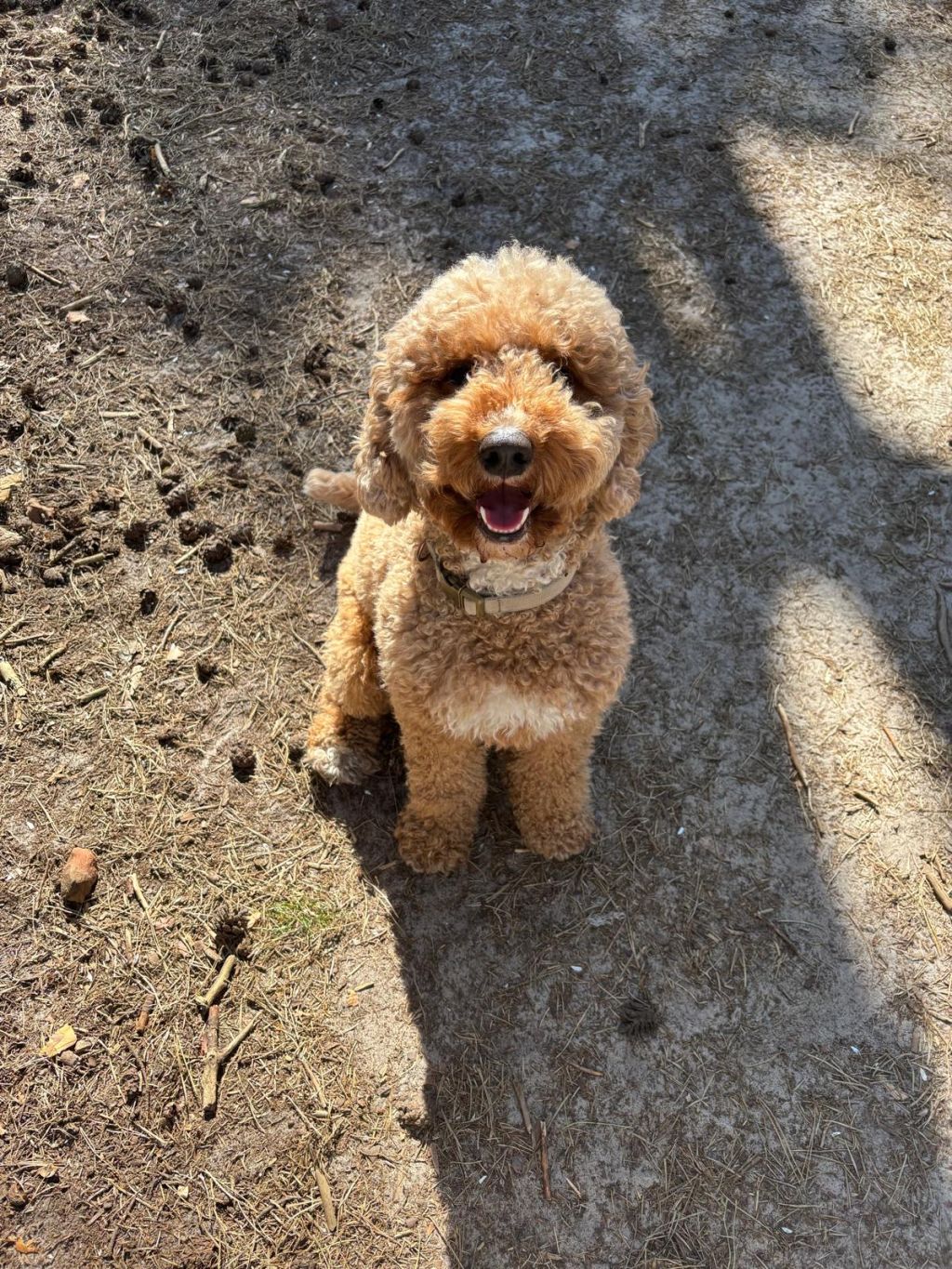 Amigo