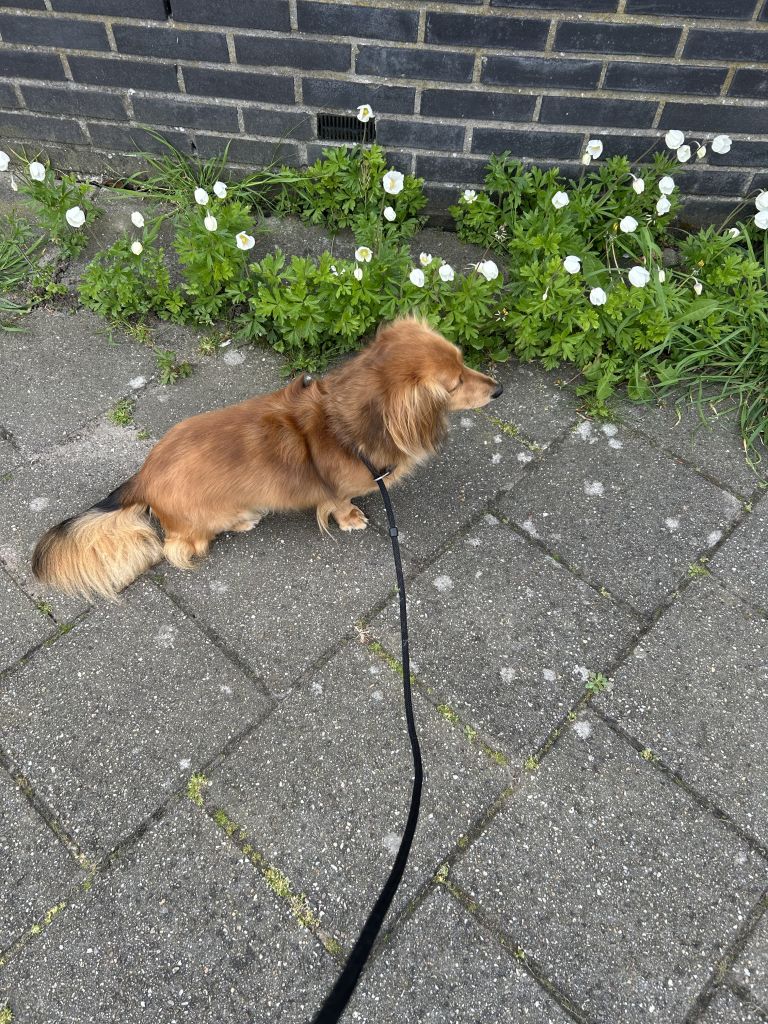 Kira