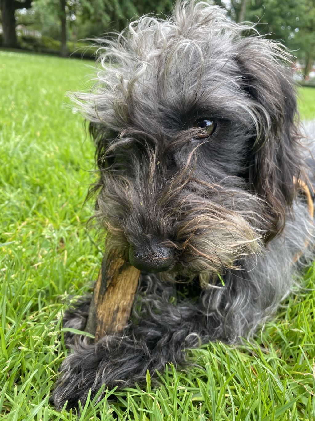 Tobi