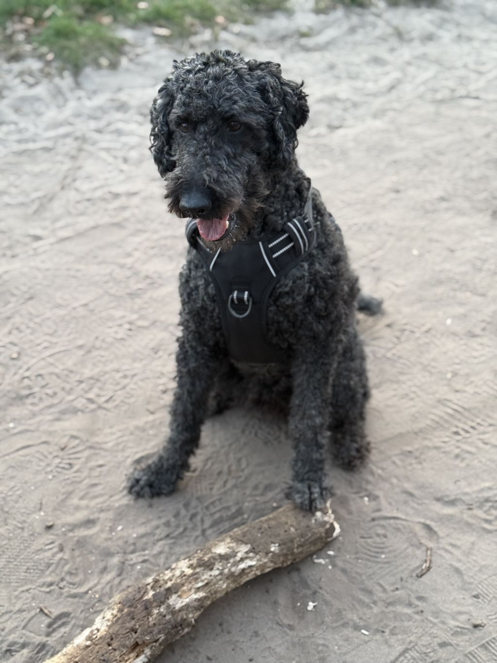 Cooper