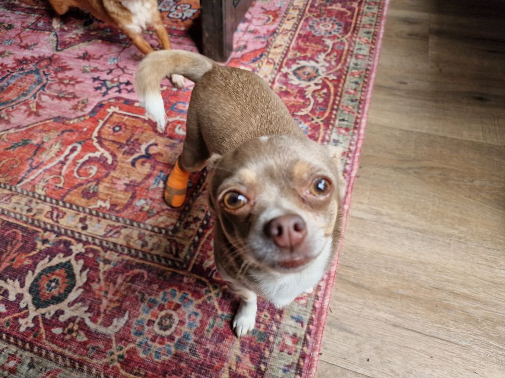 Daisy
