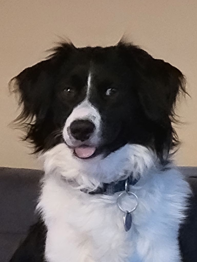 Finn