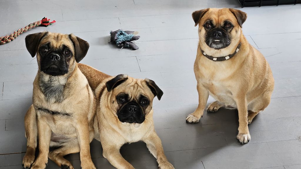 Puck, Zoë, Trix & Moos