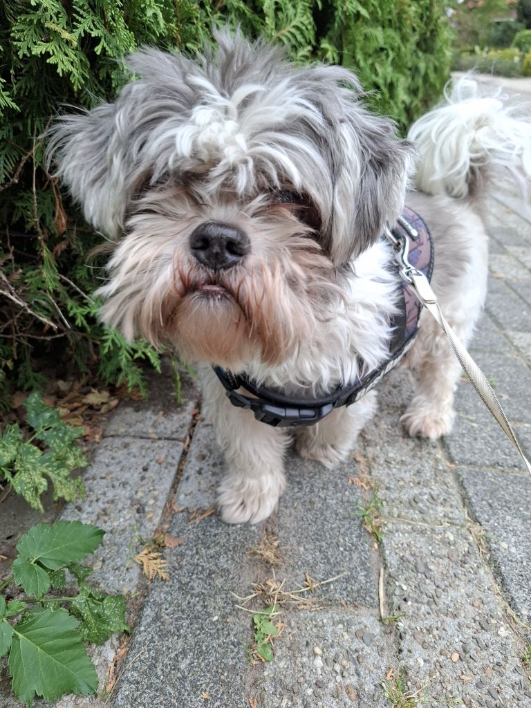 Olly