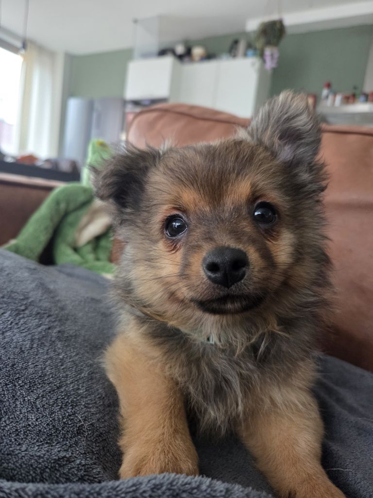 Ollie