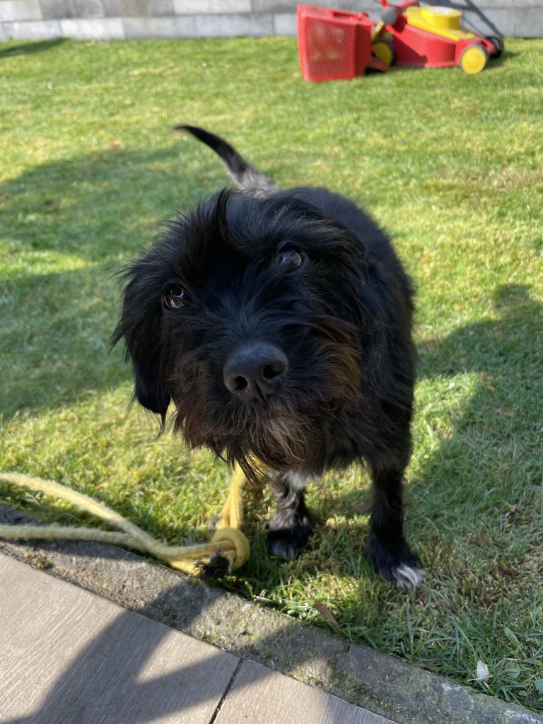 Pip