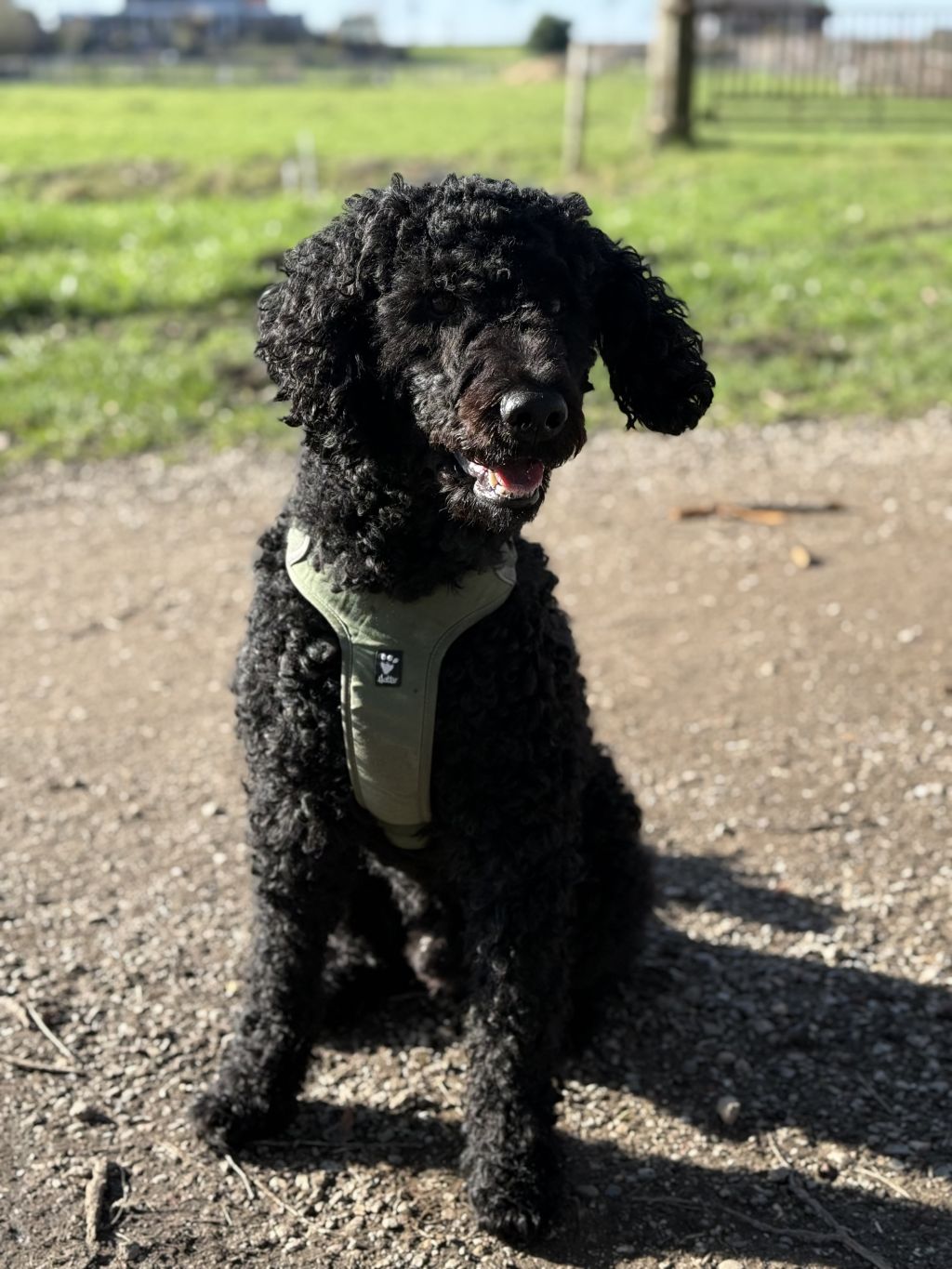 Sammy