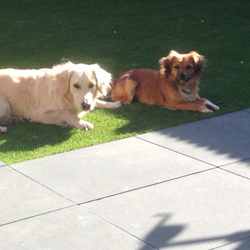 Ozzy en pip