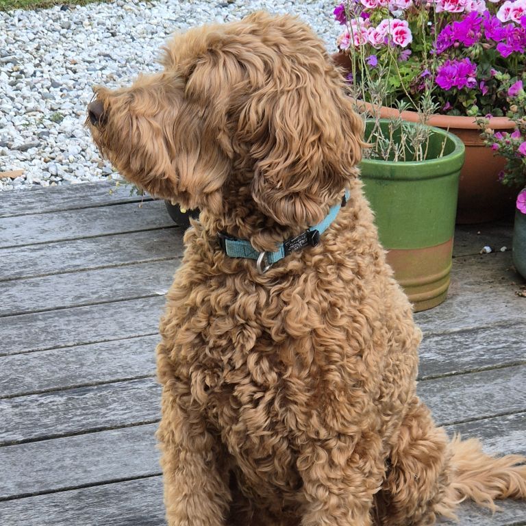 Charlie