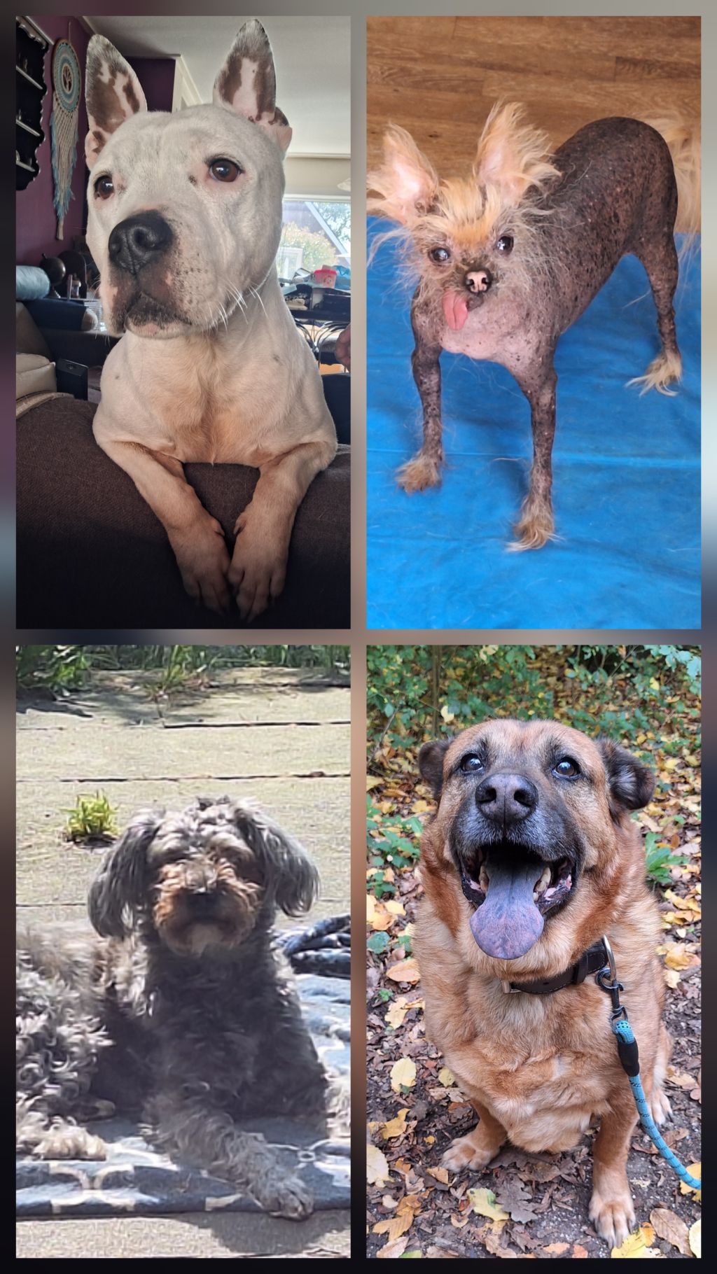 Coco, Ralph, Ami en Kayra