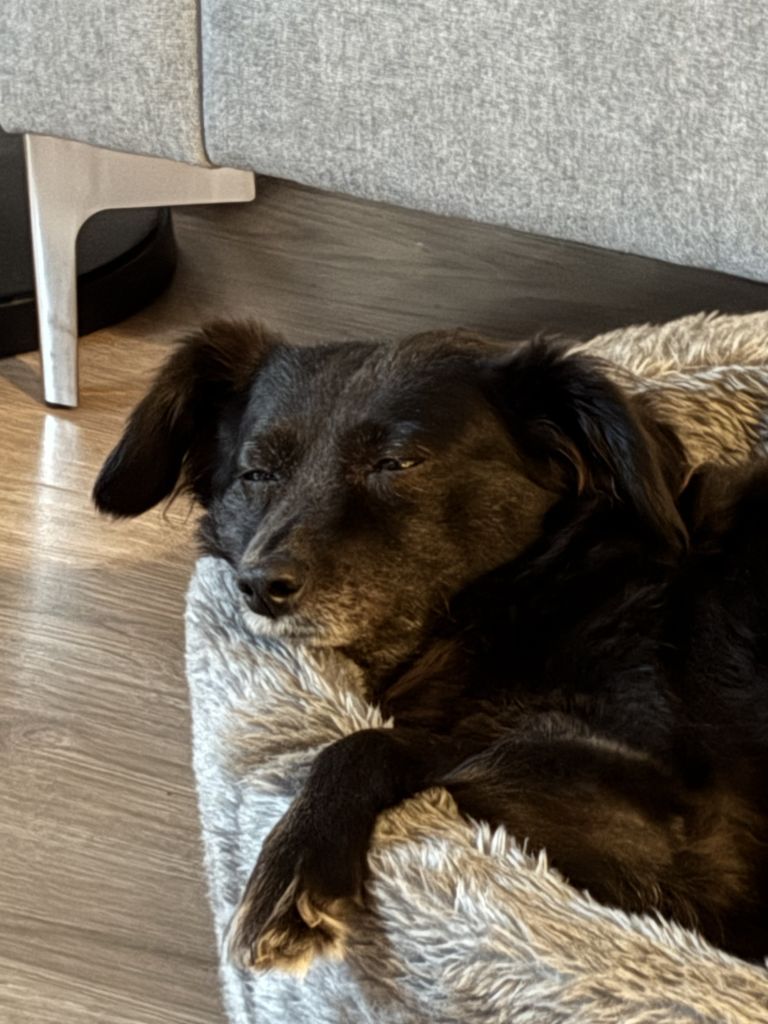 Stella