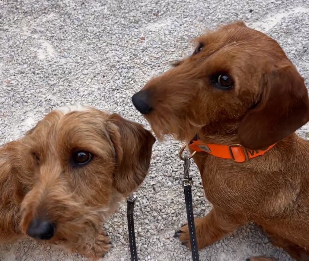 Kees en Mollie zijn nichtjes
