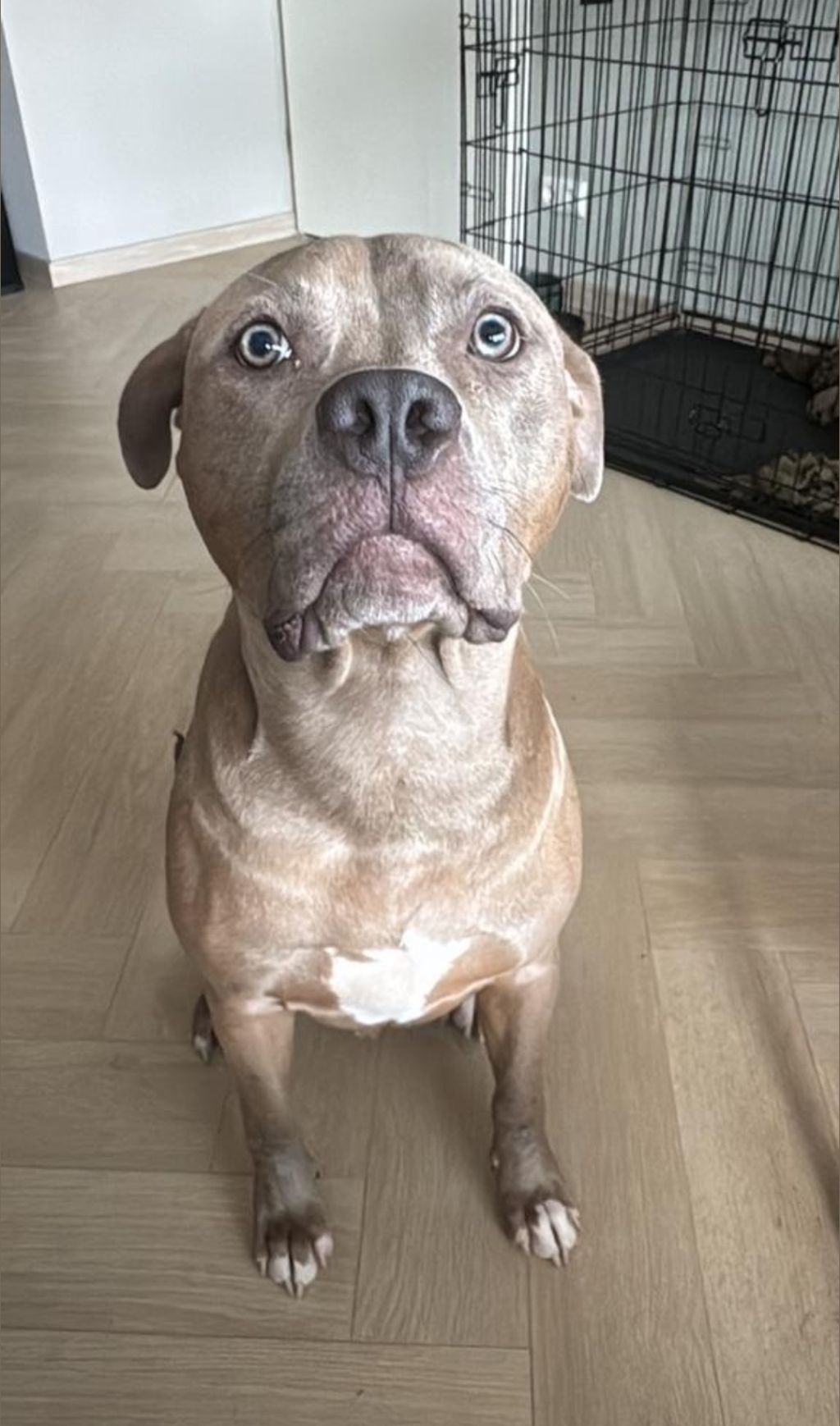 Mylo