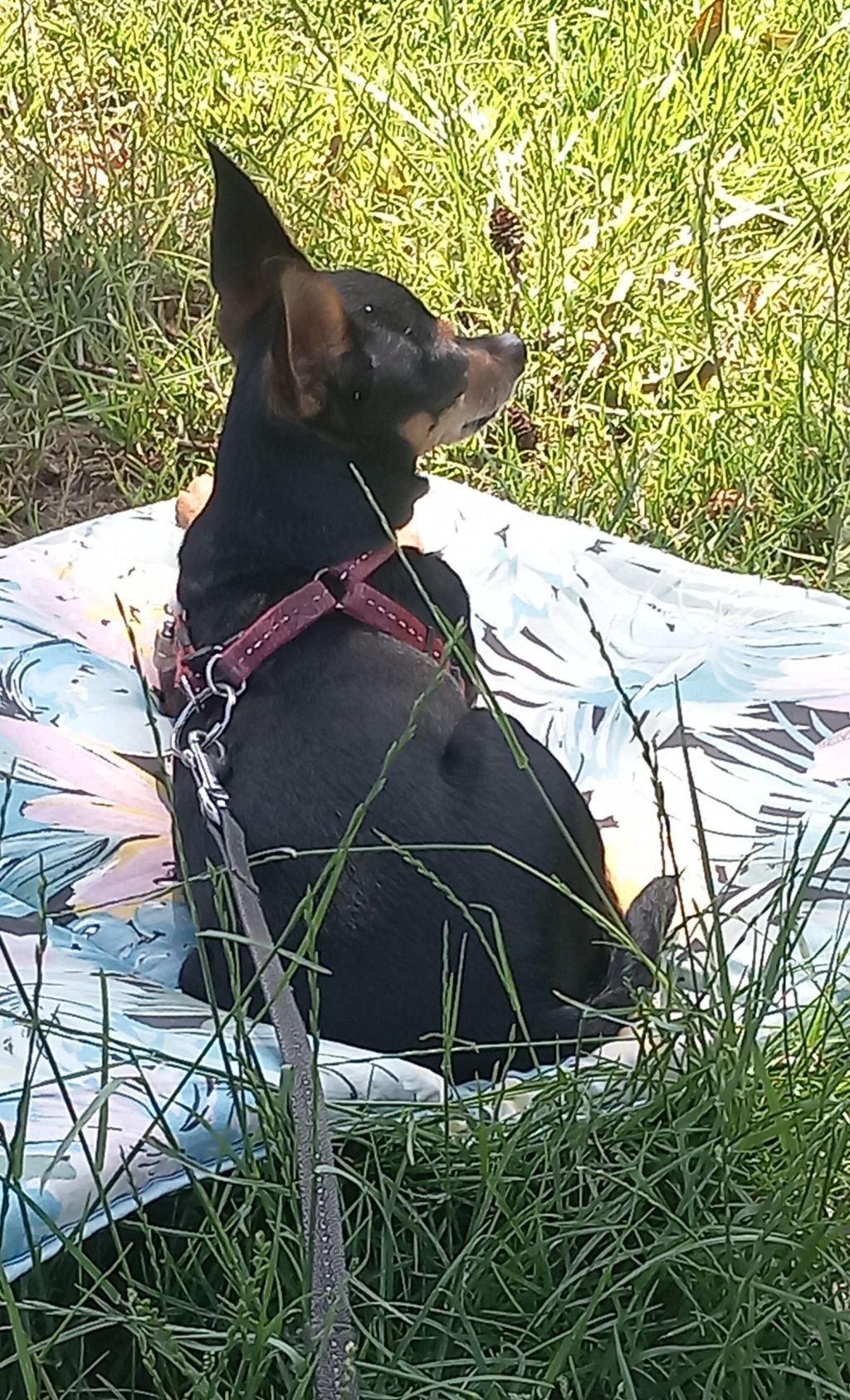 Anja