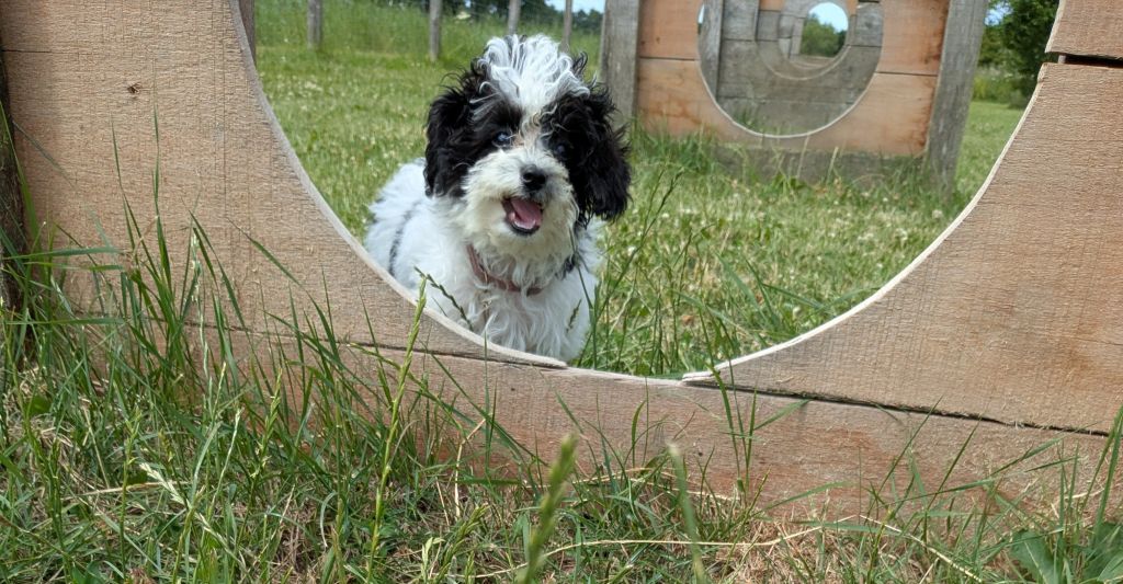 Bo