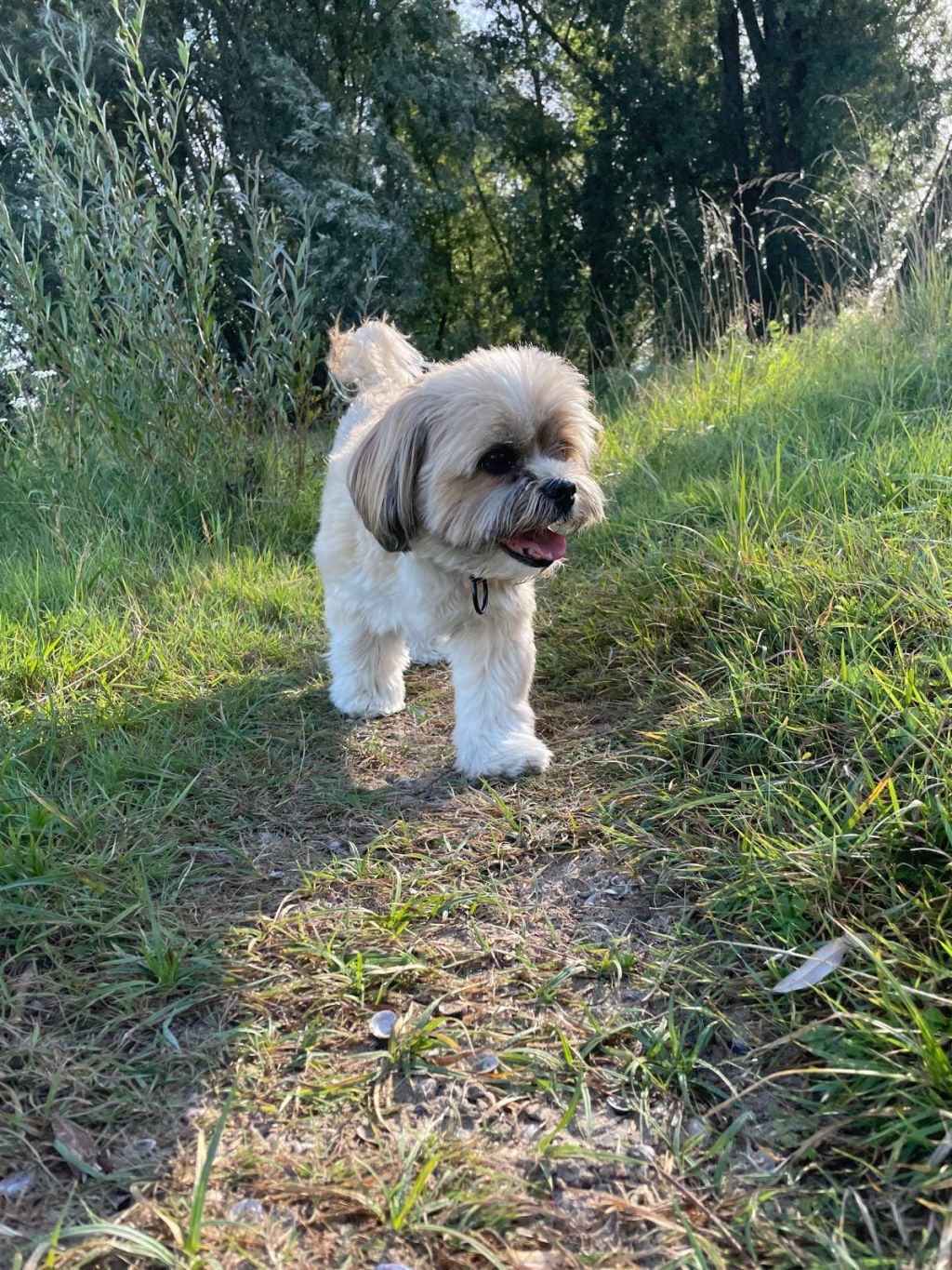 Ollie